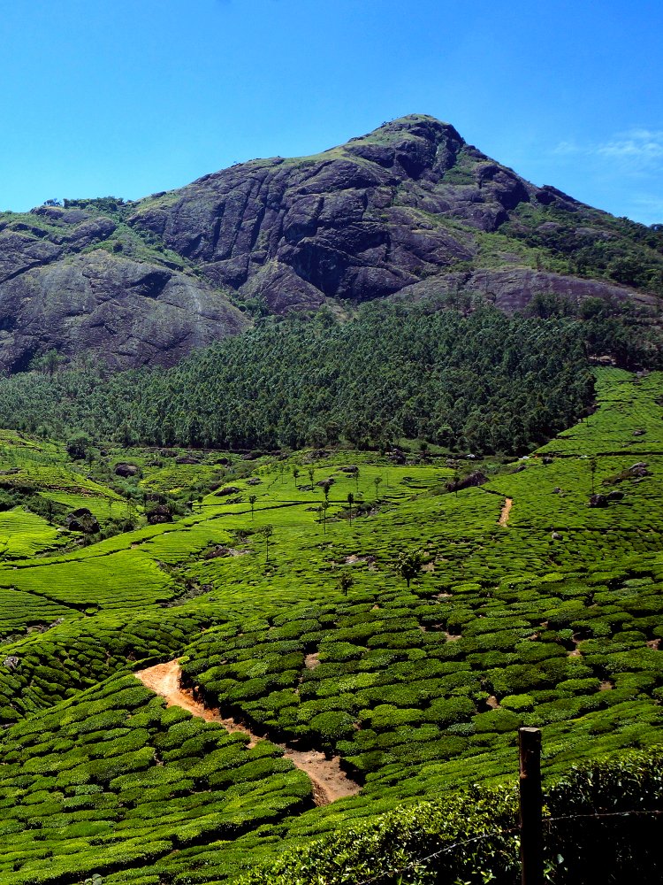 Kerala is humid colonial cities, intricate networks of canals, breezy hill stations, and every imaginable shade of green.