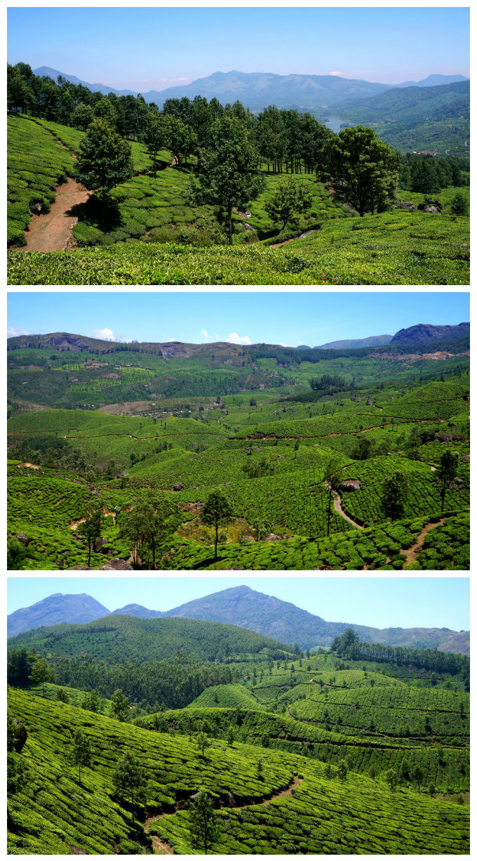 Kerala is humid colonial cities, intricate networks of canals, breezy hill stations, and every imaginable shade of green.